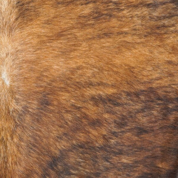 HOCPC.Dark Brindle.01.jpg Hair-on Cowhide Pre-Cuts Image